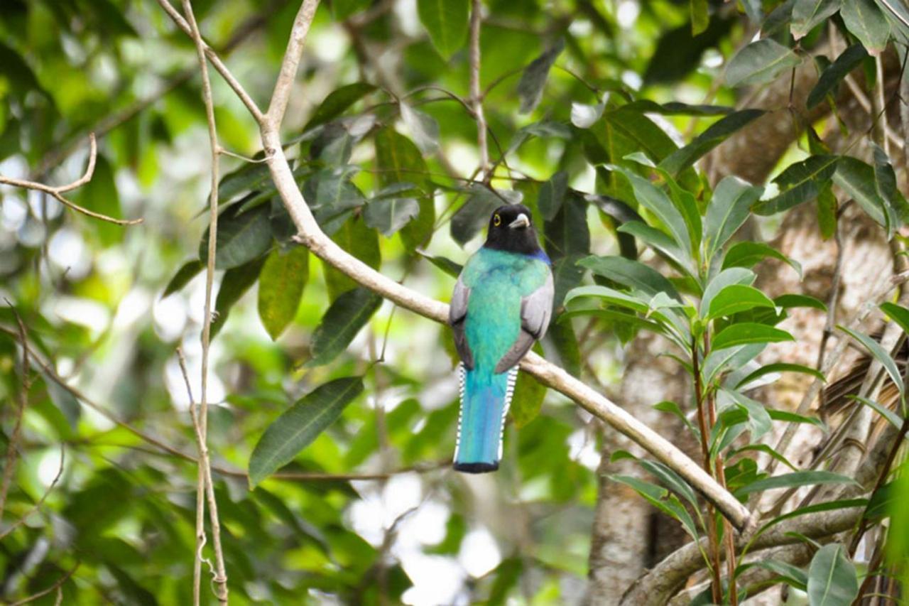 Jolie Jungle Eco Hotel (Adults Only) Leona Vicario Bagian luar foto